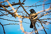 Cape Starling (Lamprotornis nitens), Etosha National Park; Namibia