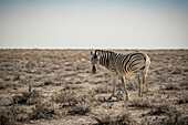 Steppenzebra (Equus quagga), Etosha-Nationalpark; Namibia