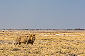 Lion (Panthera leo), Etosha National Park; Namibia