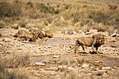 Löwenrudel (Panthera leo) trinkt an einem Wasserloch, Etosha-Nationalpark; Namibia