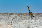 Giraffe (Giraffa), Etosha National Park; Namibia