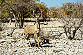 Greater Kudu (Tragelaphus strepsiceros), Etosha National Park; Namibia