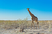 Giraffe (Giraffa), Etoscha-Nationalpark; Namibia