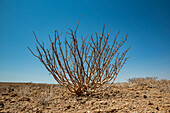 Plant, Damaraland; Kunene Region, Namibia