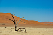 Kameldornbaum (Vachellia erioloba) im Deadvlei, einer weißen Lehmpfanne, umgeben von den höchsten Sanddünen der Welt, Namib-Wüste; Namibia
