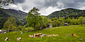 Kühe grasen vor Bauernhäusern hoch oben in den italienischen Alpen; Campertogno, Vecelli, Italien