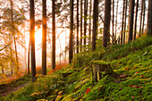 Tree stump and forest floor in woodland at sunrise covered in fog; Fermoy, County Cork, Ireland