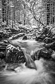 Schwarz-Weiß-Bild eines Flusses, der im Winter durch einen Wald fließt, Galty Mountains; Grafschaft Tipperary, Irland