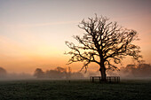 Silhouette of a big leafless tree in a foggy field in winter at dawn; Rathcormac, County Cork, Ireland