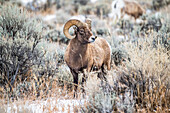 Dickhornschaf-Widder (Ovis canadensis) steht auf einer Salbeibuschwiese im North Fork of the Shoshone River-Tal in der Nähe des Yellowstone-Nationalparks; Wyoming, Vereinigte Staaten von Amerika