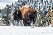 Amerikanischer Bisonbulle (Bison bison) steht im Schnee im Yellowstone National Park; Wyoming, Vereinigte Staaten von Amerika