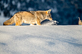 Coyote (Canis latrans) plows through deep snow while hunting mice in Yellowstone National Park; Wyoming, United States of America