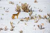 Lone Coyote (Canis latrans) stands and howls in wintry landscape of Yellowstone National Park; Wyoming, United States of America