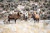Drei Dickhornschaf-Widder (Ovis canadensis) stehen sich während der Brunft im North Fork of the Shoshone River Valley in der Nähe des Yellowstone-Nationalparks vor einer Gruppe von Mutterschafen gegenüber; Wyoming, Vereinigte Staaten von Amerika