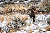 Bighorn Sheep ram (Ovis canadensis) with neck outstretched stands in a sagebrush meadow in the North Fork of the Shoshone River valley near Yellowstone National Park; Wyoming, United States of America