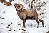 Dickhornschaf-Widder (Ovis canadensis) beim Lippenkräuseln (Flehmen) im North Fork of the Shoshone River Valley in der Nähe des Yellowstone National Park; Wyoming, Vereinigte Staaten von Amerika