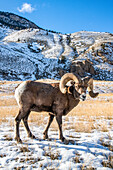 Dickhornschaf-Widder (Ovis canadensis) mit massiven Hörnern weidet während der Brunftzeit auf einer verschneiten Wiese vor einer Bergkulisse in der Nähe des Yellowstone-Nationalparks, Montana, Vereinigte Staaten von Amerika