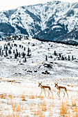 Pronghorn Antilope (Antilocapra americana) auf dem Weg durch eine winterliche Landschaft mit einem Berg im Hintergrund im Yellowstone National Park; Montana, Vereinigte Staaten von Amerika