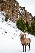 Bighorn Sheep ram (Ovis canadensis) on a snowy slope beneath vertical cliffs in the North Fork of the Shoshone River valley near Yellowstone National Park; Wyoming, United States of America
