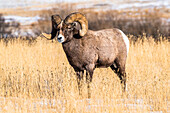 Dickhornschaf-Widder (Ovis canadensis) mit massiven Hörnern steht während der Brunft auf einer Wiese in der Nähe des Yellowstone-Nationalparks; Montana, Vereinigte Staaten von Amerika