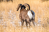 Bighorn Sheep ram (Ovis canadensis) with massive horns staring into the distance near Yellowstone National Park; Montana, United States of America