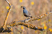 Male California Quail (Callipepla californica) perched on a dead branch covered with orange lichens at San Luis National Wildlife Refuge; California, United States of America