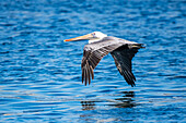 A Brown Pelican (Pelicanus occidentalis) glides just above the sea surface at Point Lobos State Natural Reserve; California, United States of America
