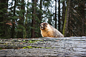Yellow-bellied Marmot (Marmota flaviventris) sitting on a fallen Giant Sequoia (Sequoiadendron giganteum) log in Sequoia National Park; California, United States of America