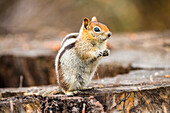 Golden-mantled Ground Squirrel (Callospermophilus lateralis) sitting on stump in Sequoia National Park; California, United States of America