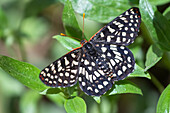 Nahaufnahme eines Calcedon Checkerspot Schmetterlings (Euphydryas calcedona) im Rancho Santa Ana Botanic Garden; Claremont, Kalifornien, Vereinigte Staaten von Amerika