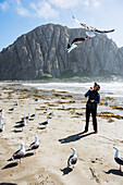 Western Gulls (Larus occidentalis) hover over and surround woman standing on the beach with Morro Rock in the background; Morro Bay, California, United States of America