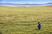 Landwirt steht in einem Weizenfeld, telefoniert und prüft den Ertrag; Alberta, Kanada