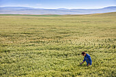 Landwirt steht in einem Weizenfeld und prüft den Ertrag; Alberta, Kanada