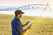 Landwirt steht in einem Weizenfeld, benutzt eine Tablette und prüft den Ertrag, während im Hintergrund die Bewässerung gespritzt wird; Alberta, Kanada
