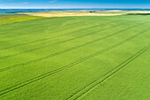 Luftaufnahme eines grünen Gerstenfeldes mit eingeprägten Erntelinien; Beiseker, Alberta, Kanada