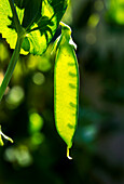Close-up of a backlit pea pod on the vine; Calgary, Alberta, Canada