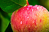 Close-up of an apple on tree branch with water droplets; Calgary, Alberta, Canada