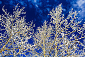Heavily frosted tree branches against a deep blue sky and clouds; Calgary, Alberta, Canada