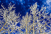 Stark vereiste Baumzweige vor einem tiefblauen Himmel und Wolken; Calgary, Alberta, Kanada