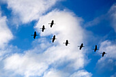Sandhügelkraniche (Antigone canadensis) auf dem Weg nach Süden, fliegen in Formation; Minnesota, Vereinigte Staaten von Amerika