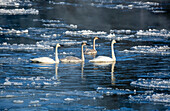 Eine Familie von Trompeterschwänen (Cygnus buccinator) schwimmt im Mississippi bei -10 Grad Celsius mit Eisschollen und Wasserdampf im Wasser; Monticello, Minnesota, Vereinigte Staaten von Amerika