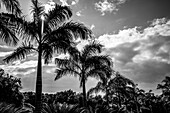 Schwarz-Weiß-Aufnahme von Palmen und leuchtenden Wolken, Placencia Peninsula; Belize