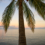 Palmen und das Karibische Meer mit leuchtend rosafarbenem Horizont bei Sonnenuntergang, Placencia Peninsula; Belize