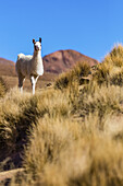 Lama (Lama glama) in der Landschaft des Altiplano; Potosi, Bolivien