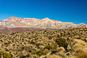 Altiplano landscape; Potosi, Bolivia