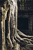 Ta Prohm Temple in the Angkor Wat complex; Siem Reap, Cambodia
