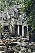 Ta Prohm Temple in the Angkor Wat complex; Siem Reap, Siem Reap, Cambodia