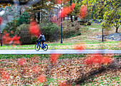 A man rides his bike on a road in Central Park, with red leaves blurred in the foreground, Manhattan; New York City, New York, United States of America
