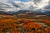 The autumn colours ignite the landscape in colour along the Dempster Highway, Yukon. An amazing, beautiful place any time of year but it takes on a different feel in autumn; Yukon, Canada