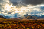 Fall colours ignite the landscape of the Dempster Highway with vibrant colours; Dawson City, Yukon, Canada